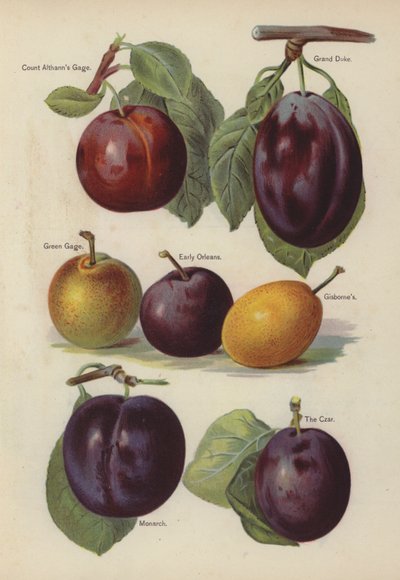 Count Althanns Gage, Grand Duke, Green Gage, Early Orleans, Gisbornes, Monarch, The Czar da English School